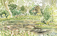 Water Lillies (Bulstrode Park)